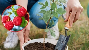 Wyjaśniamy, jakich zasad należy przestrzegać, chcąc posadzić maliny jesienią.