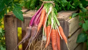 Jak zbierać i przechowywać jesienne warzywa korzeniowe? Sprawdźcie!