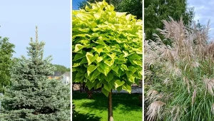 Solitery to efektowne rośliny, które można sadzić w ogrodzie pojedynczo.