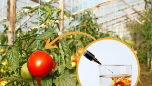 Istnieją sposoby, które mogą przyspieszyć dojrzewanie pomidorów w szklarni.