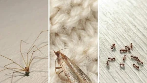 Cynamon można wykorzystać w domu na różne sposoby.