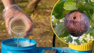 Wykonaj oprysk jesienny i przygotuj swoje drzewa przed nadejściem kolejnego okresu wegetacyjnego. Dzięki temu będziesz mógł cieszyć się nie tylko pięknymi okazami, ale także dużymi zbiorami owoców.