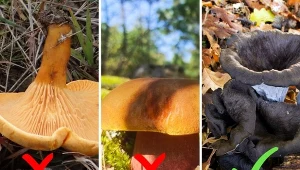 Grzyby trujące podobne do jadalnych.