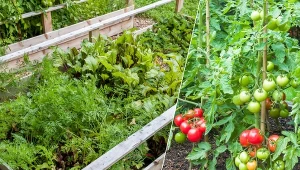 Dobrym następcą pomidorów będzie szpinak. Unikajmy zaś ogórków czy ziemniaków.