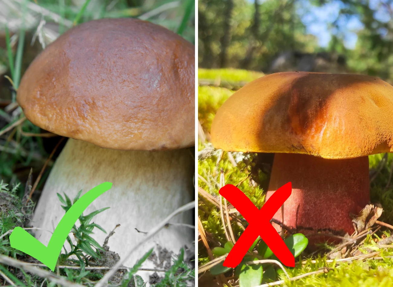 Szlachetny borowik vs