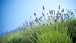 Lawenda jest dość prosta w uprawie. Aby pięknie kwitła, należy zapewnić jej odpowiednie warunki.