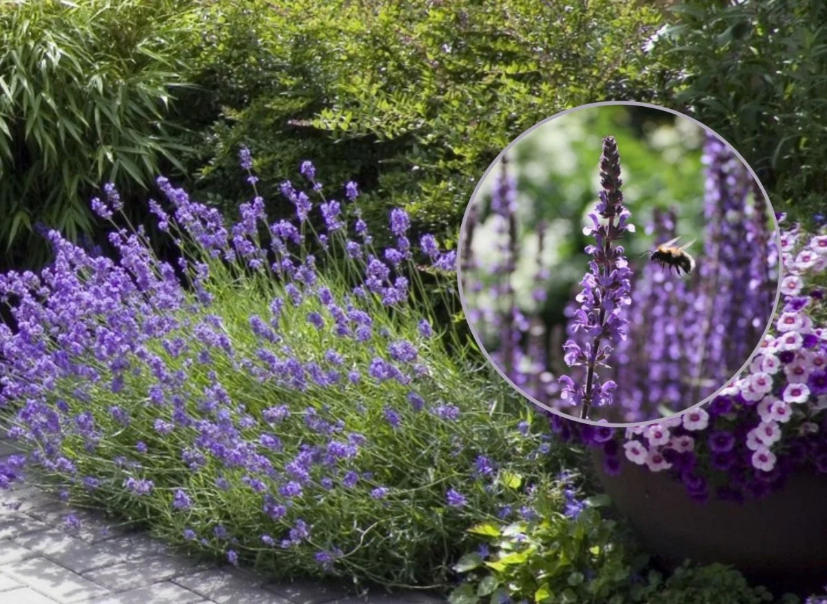 Jeśli chcesz, aby w twoim ogrodzie pojawił się ten piękny krzew, masz do wyboru dwie opcje: sadzonki lawendy lub nasiona