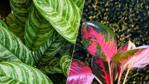 Aglaonema jest jedną z najbardziej lubianych roślin doniczkowych.