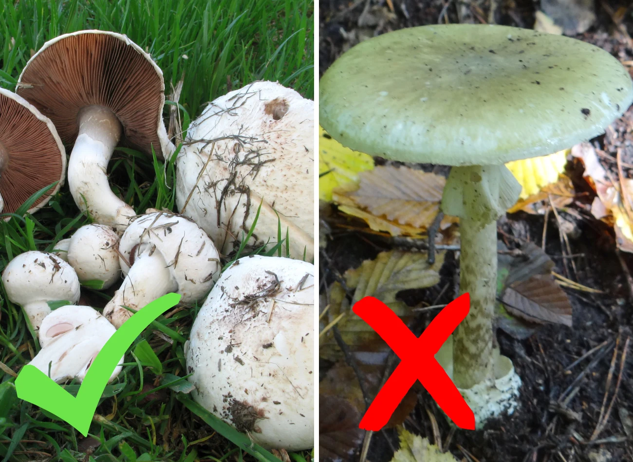 Pieczarka łąkowa vs