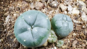 Pejotl bywa porównywany do kajzerki.