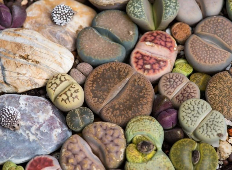 Posiadanie lithopsów w domu podobno przynosi szczęście