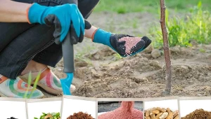 Podlewanie i nawożenie drzew owocowych jesienią – jak podlewać, czym nawozić?