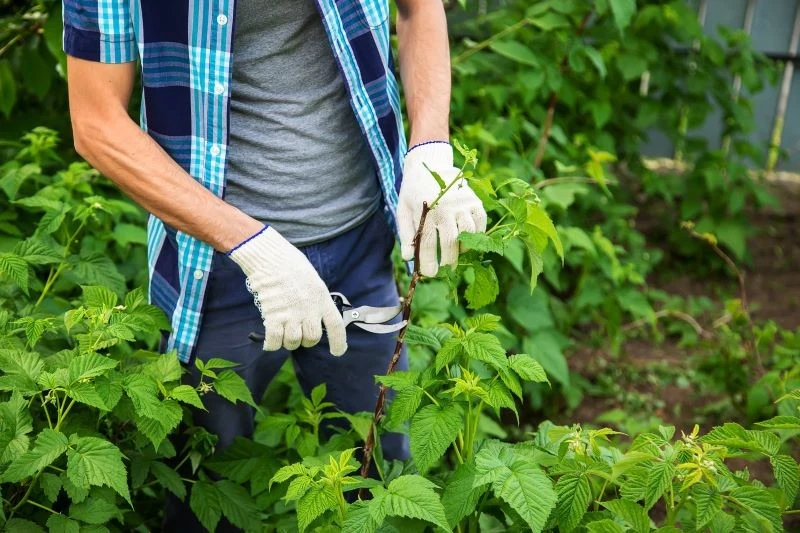 Maliny jesienne należy przycinać po zakończeniu owocowania