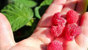 Wyjaśniamy, jak przycinać maliny, by w kolejnym sezonie bogato obrodziły.