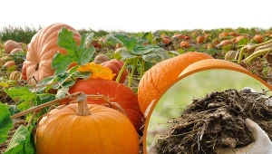 Do podstawowych zabiegów pielęgnacyjnych w uprawie dyni należy nawożenie.