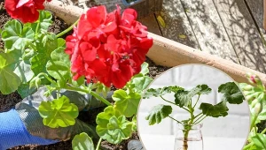 Rozmnażanie pelargonii najlepiej wykonać we wrześniu.