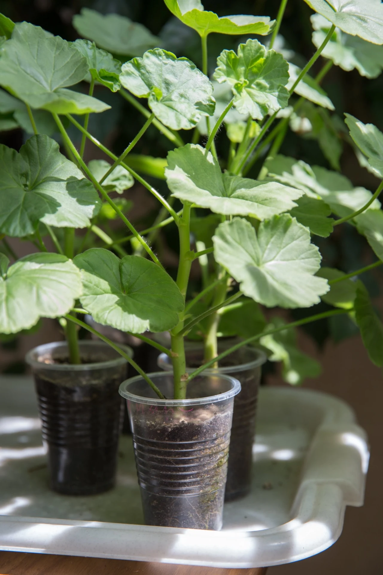 Sadzonki pelargonii możesz umieścić w wodzie lub w doniczkach