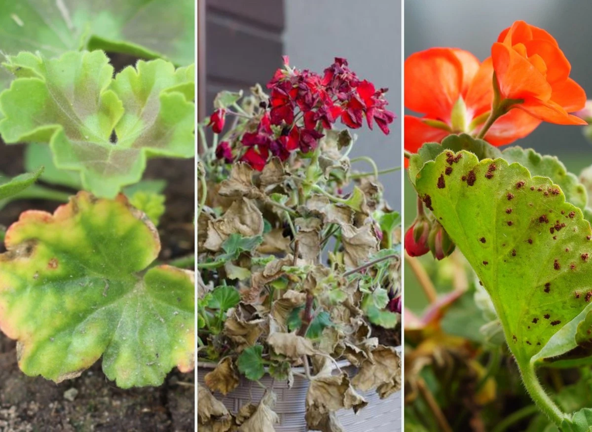 Pelargonie to rośliny cieszące się dużą popularnością, głównie ze względu na swój urok i łatwość uprawy