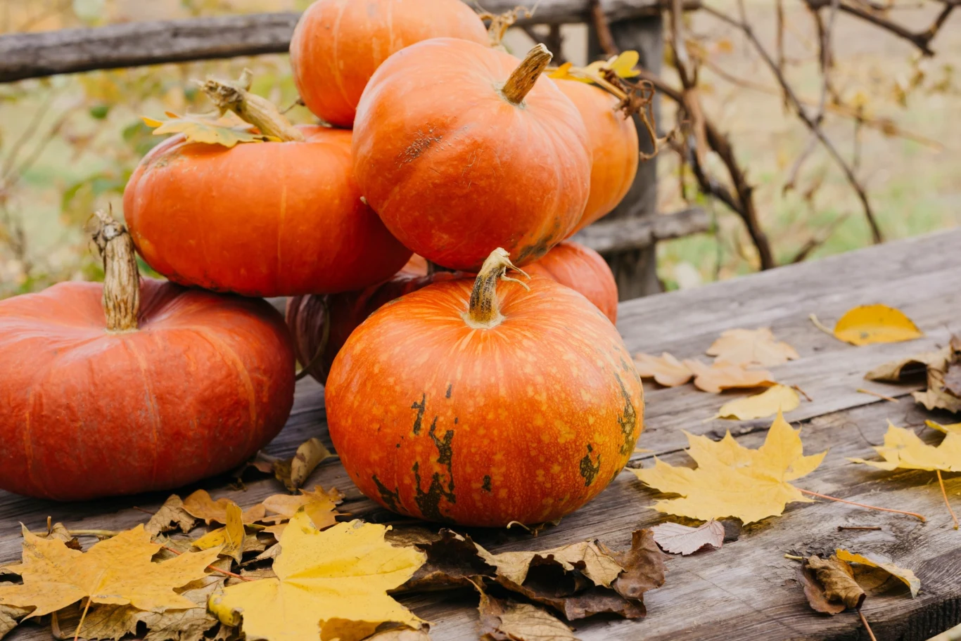 Nawożenie ma istotne znaczenie w uprawie dyni - decyduje o wielkości i jakości uzyskanego plonu