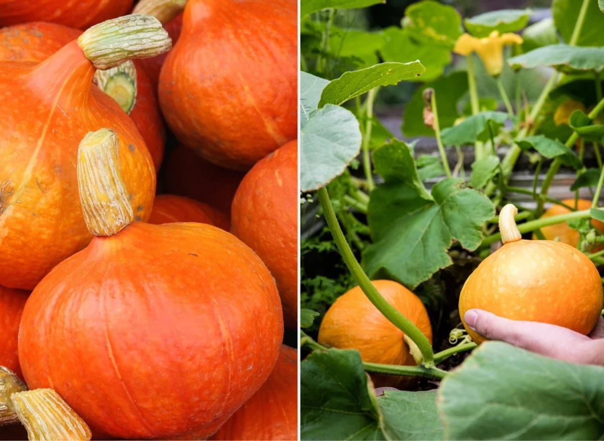 Dynia Hokkaido jest jedną z najmniejszych odmian dyni jadalnych