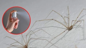 Silne zapachy działają odstarszająco na pająki.