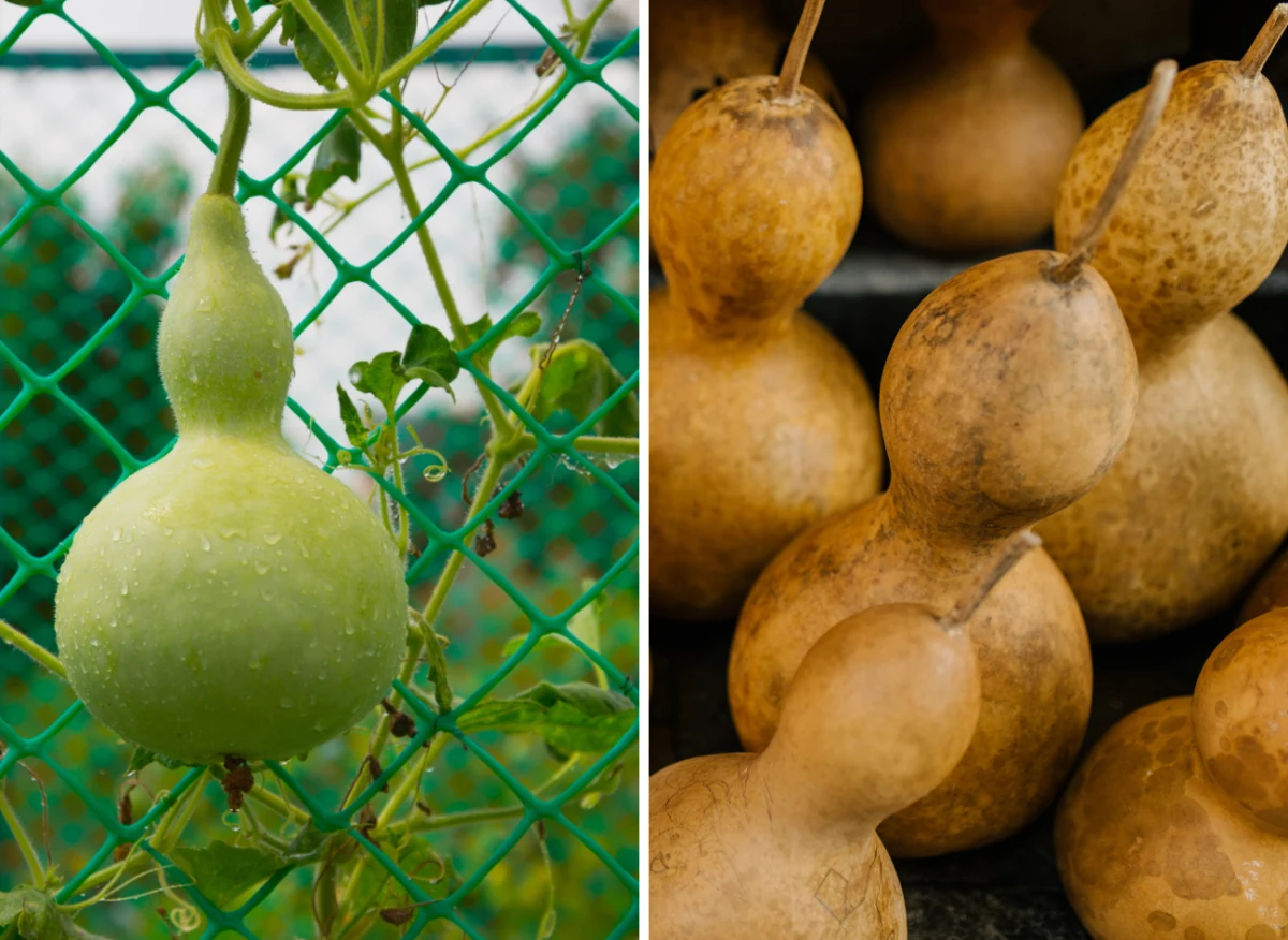 Tykwa uprawiana jest od stuleci i wykorzystywana na różne sposoby