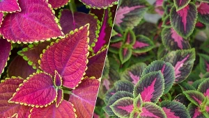 Koleus Blumego, znany także jako pokrzywka brazylijska, to jedna z najpiękniejszych roślin o ozdobnych liściach.