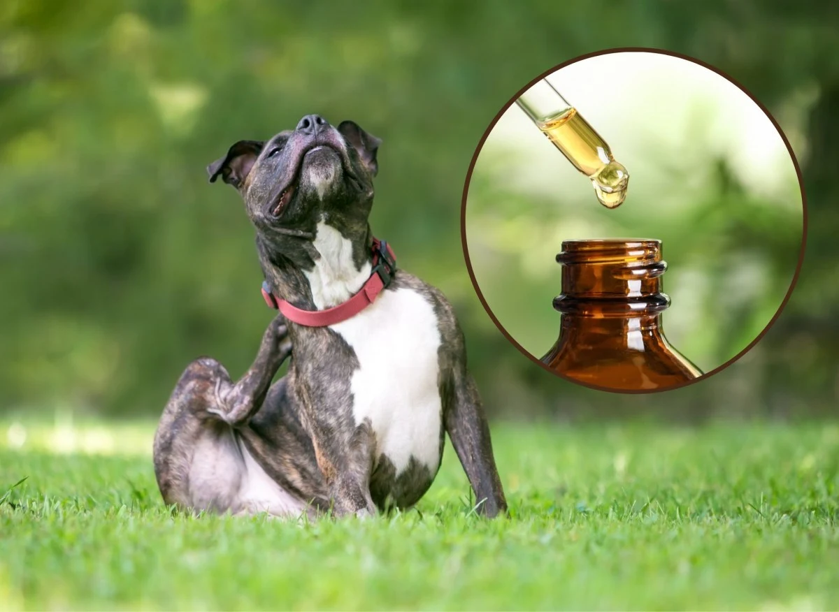 Jeśli w twoim domu znajdują się pchły, sięgnij po sprawdzone sposoby zwalczania tych owadów