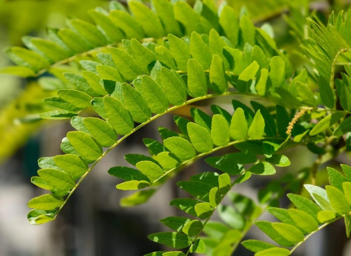 Glediczja trójcierniowa to drzewo o przepięknych liściach