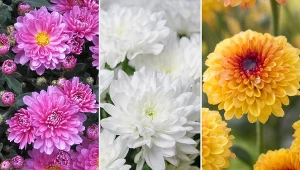 Chryzantema to jeden z najpopularniejszych kwiatów, zachwycaj nie tylko różnorodnością kształtów i barw, ale i niebywała trwałością.