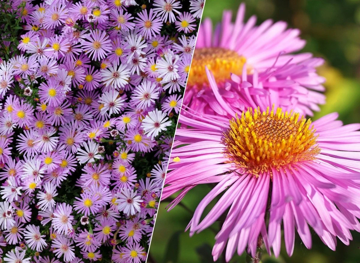 Astry to jedne z najpopularniejszych kwiatów jesiennych