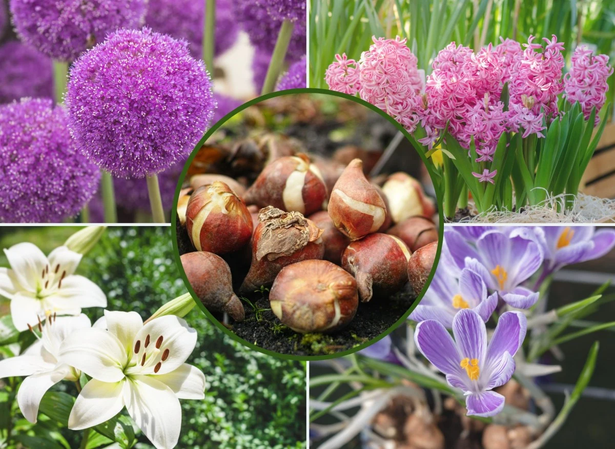 Teraz jest dobry czas, by posadzić je w ogrodzie