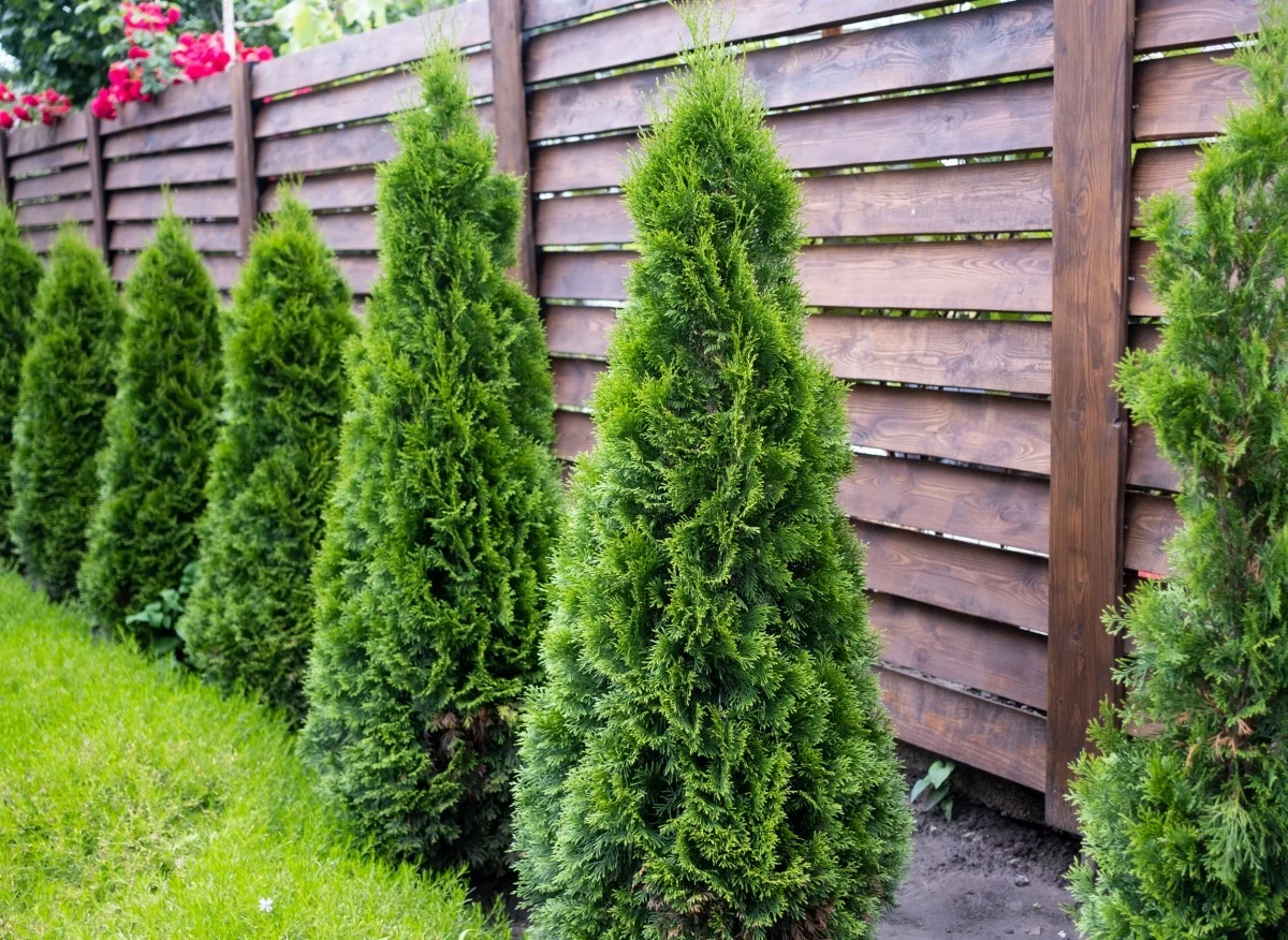 Duża różnorodność wśród odmian tuj sprawia, że każdy może dopasować je do swoich preferencji