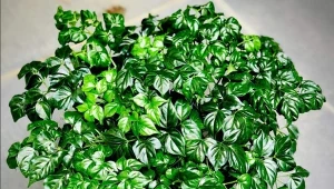 Radermarchera to efektowna roślina, jednak nie znosi dymu papierosowego./thisguyplants