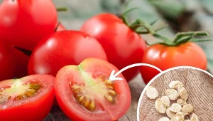 Jedynym typem pomidorów, które nie są najlepszym wyborem do pozyskiwania nasion, są te oznaczone na opakowaniu symbolem F1.