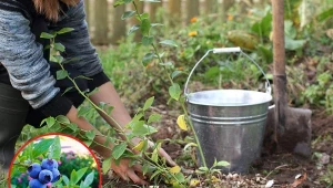 Sadzenie borówek jesienią ma liczne zalety. Fot. 123RF.com/Pixabay