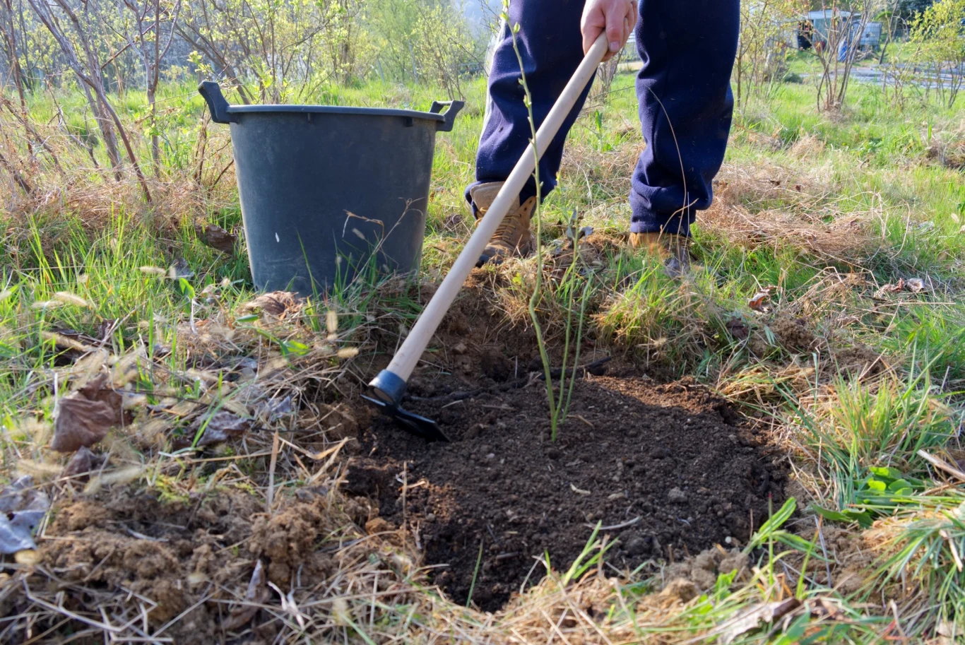 Do uprawy borówki niezbędne jest kwaśne podłoże