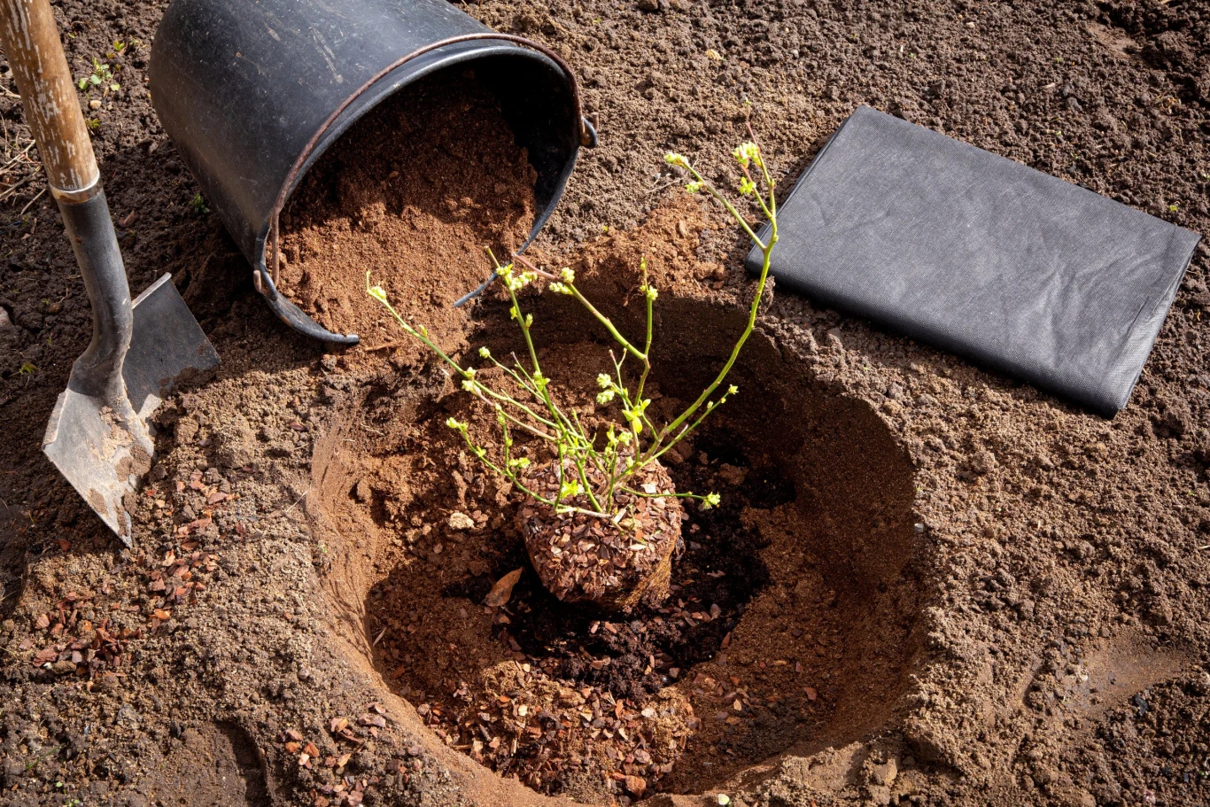 Dołek wykopany pod borówkę powinien być jak największy