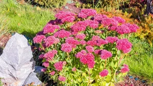 Rozchodnik to bardzo wytrzymała bylina.