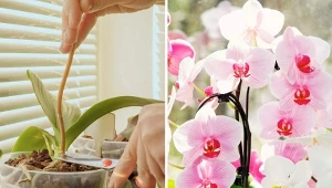 Sprawdź, co możesz zrobić, by storczyki ponownie zakwitły.
