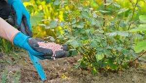 Jesienne nawożenie w ogrodzie to ważny zabieg, który sprawi, że w następnym roku rośliny rozpoczną sezon w dobrej kondycji.