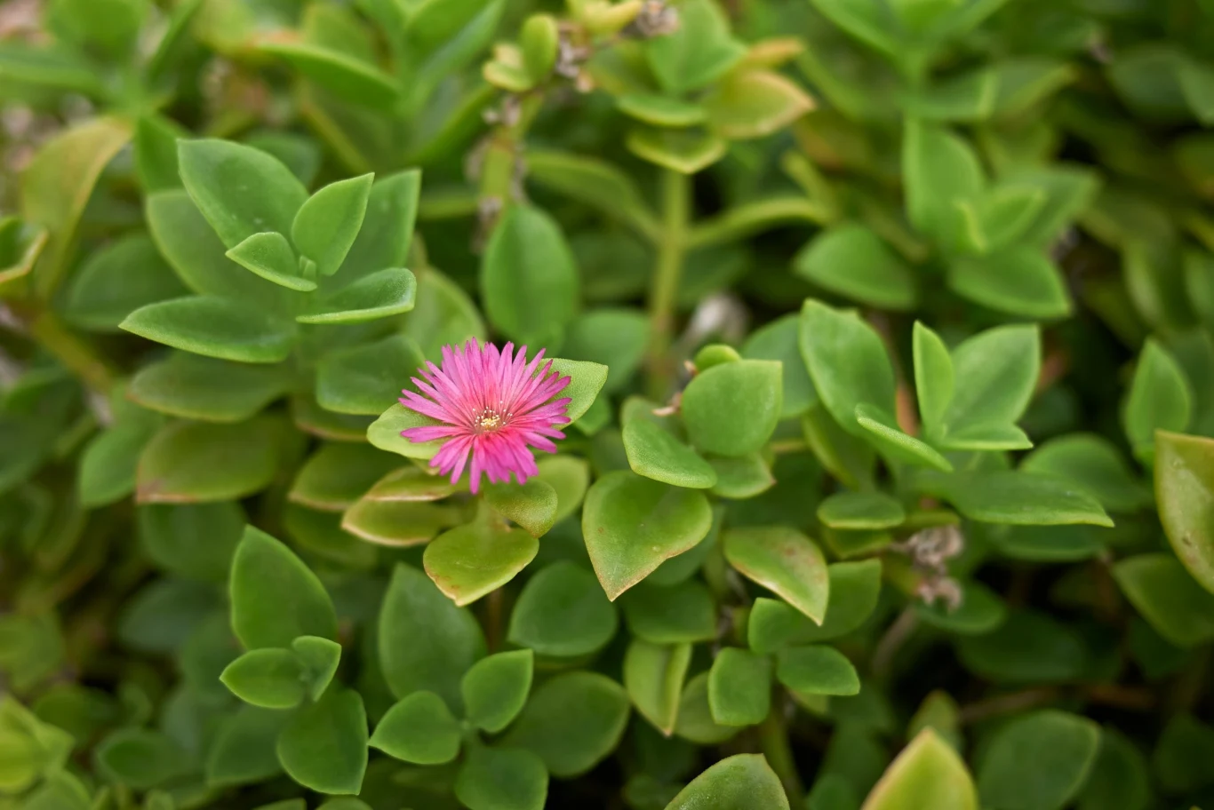 Aptenia nie osiąga dużych rozmiarów
