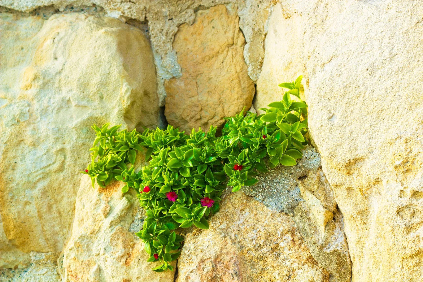 Aptenia dobrze wygląda na skalniakach, czy w ogródkach żwirowych