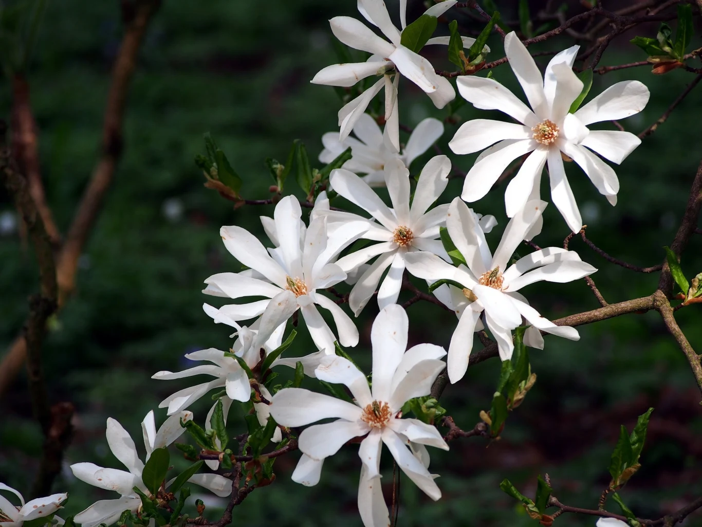 Magnolia gwiaździsta to doskonały gatunek do niewielkich ogrodów