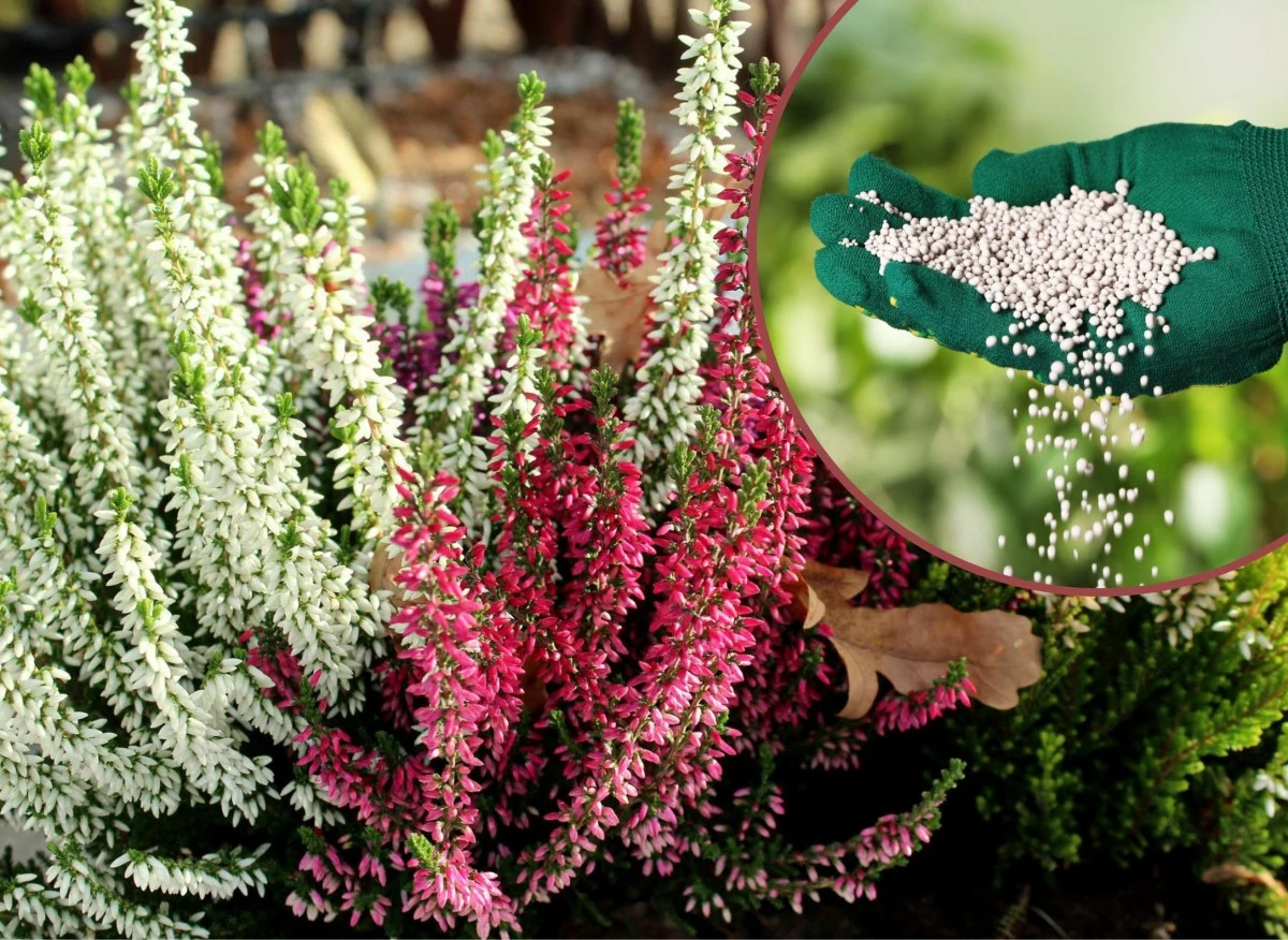 Nawożenie wrzosów ma ogromny wpływ na ich całoroczną kondycję