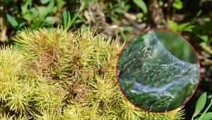 Nie da się udzielić jednoznacznej odpowiedzi na pytanie o to, jak zapobiegać powstawaniu białego nalotu na drzewach i krzewach.