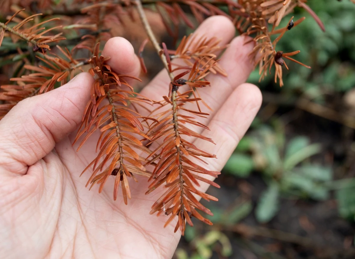 Powodem zamierania iglaków mogą być choroby wywoływane przez grzyby, w tym najgroźniejsza – fytoftoroza