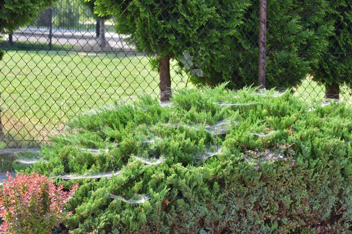 W skrajnych przypadkach nieleczona inwazja owadów odpowiedzialnych za pojawienie się na drzewach pajęczyn może doprowadzić do obumierania gatunków