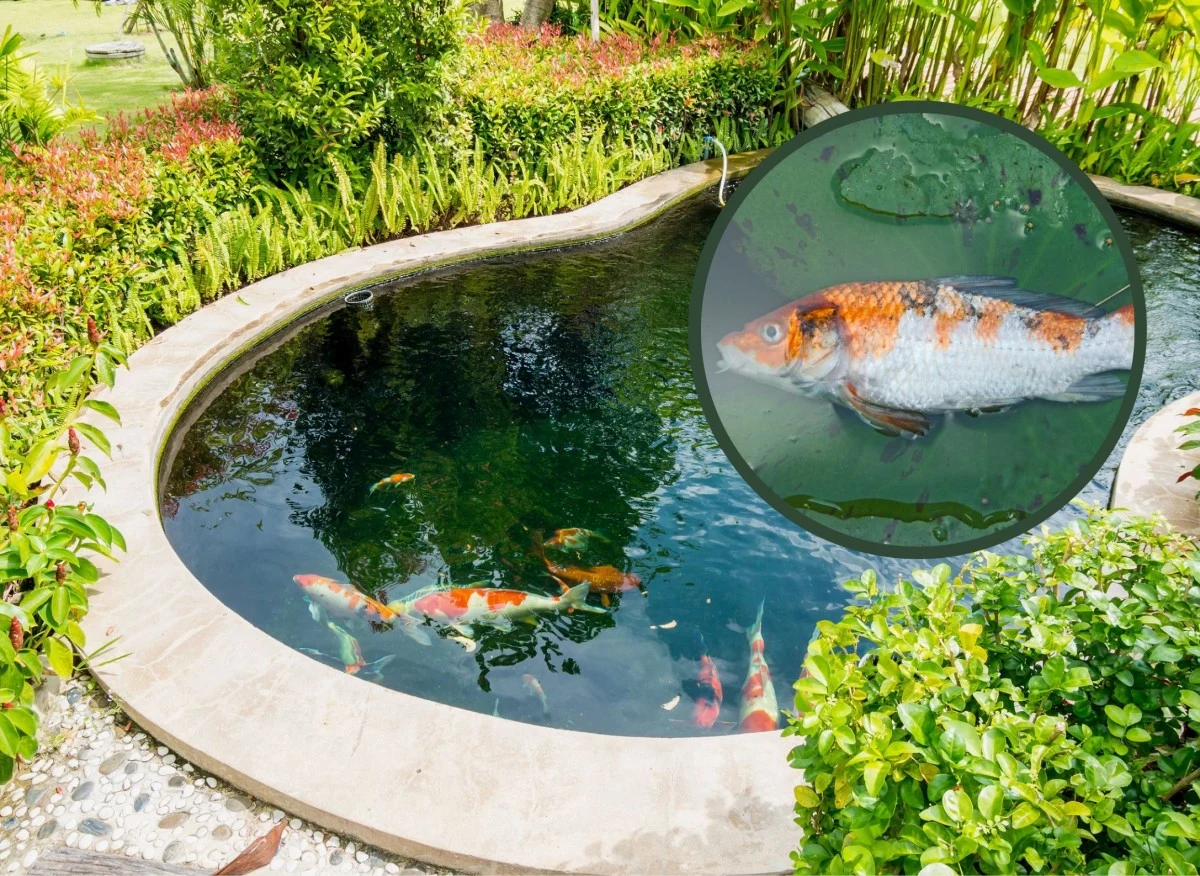 Przyducha jest zjawiskiem, które prowadzi do obniżenia się poziomu tlenu w wodzie