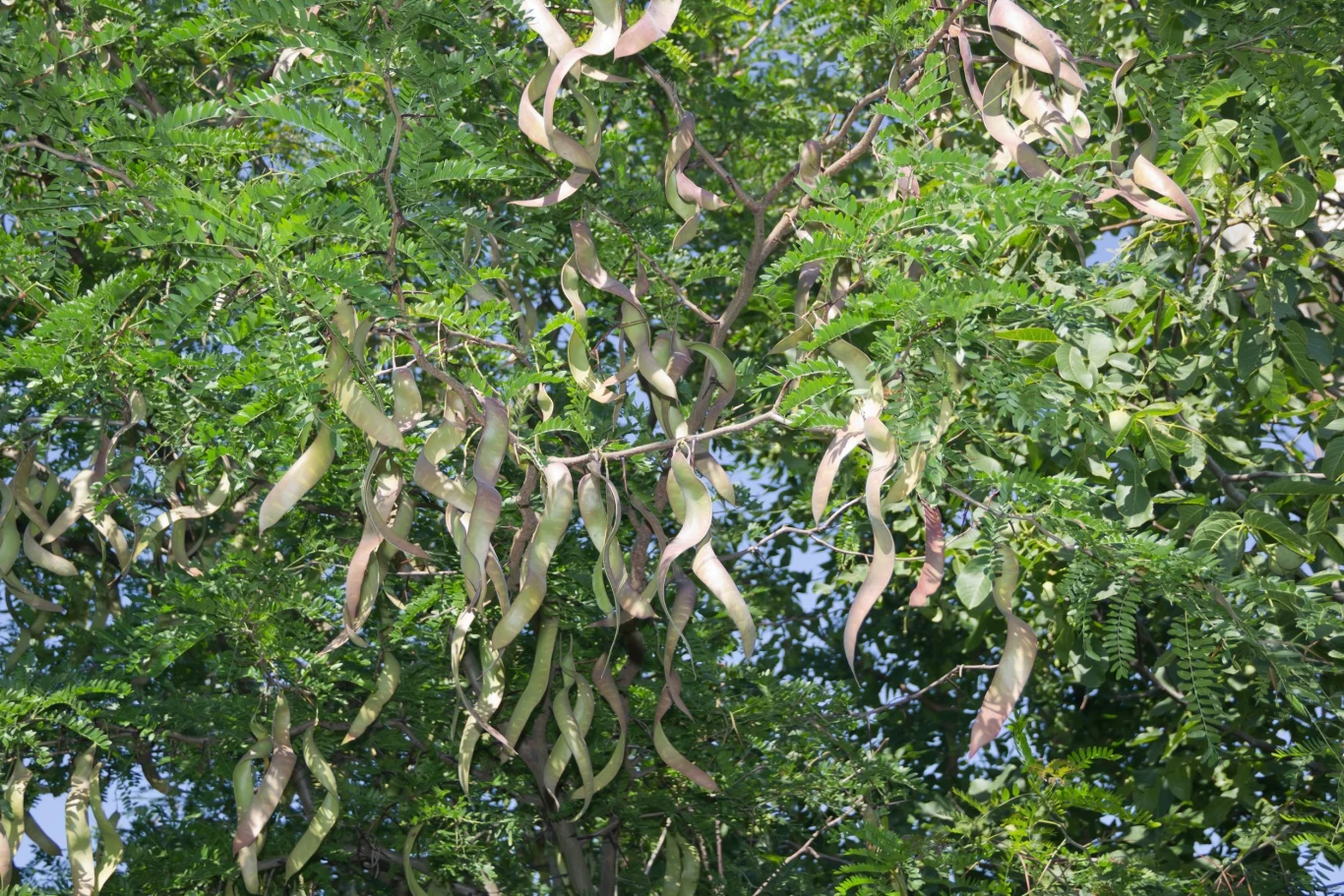 Glediczja posiada jadalne nasiona